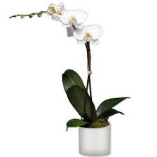 orchid plants in boca raton long
