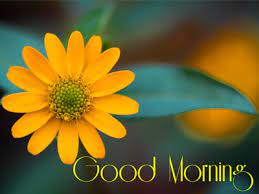 Good morning images for whatsapp free download | gm images. Yellow Flower Gud Morning Pictures For Whatsapp And Facebook Good Morning Images Quotes Wishes Messages Greetings Ecards