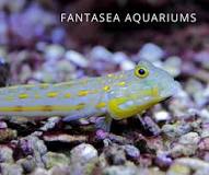 can-diamond-goby-and-watchman-goby-live-together