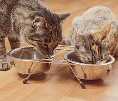 Mother cat is probably lactating and the kitten is likely stimulating her to feed. Have Multiple Pets 6 Tips To Help Make Feeding Time Easier