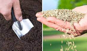 Lawn Seed The 8 Key Steps To Growing