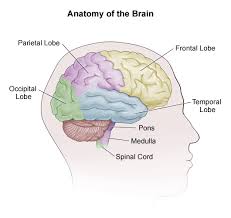 The crown refers to the area at the upper back of the skull. Understanding Skull Base Tumors University Hospitals