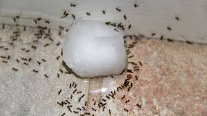 using borax to kill ants does it