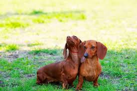 dachshund dog breed characteristics