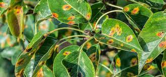 9 Common Plant Diseases Identification