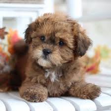 He has beautiful teddy bear features and a nice soft. Home Page For Timbercreek Puppies Shihpoo Puppies For Sale Timbercreek Puppies For Sale Shichon Teddybear Puppies For Sale Shihpoo Puppies For Sale Shihtzu Mix Puppies Maltese Mix Poodle Mix Puppies For Sale
