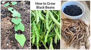 What Are Black Beans Made Of gambar png
