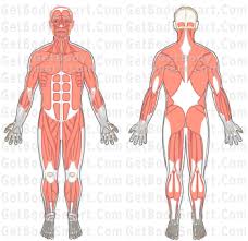 A free website study guide review that uses interactive animations to help you learn online about anatomy and physiology, human. In Order To Become An Athletic Trainer I Would Have To Have A Vast Knowledge Of Anatomy Physiology Muscular System Human Body Systems Anatomy And Physiology