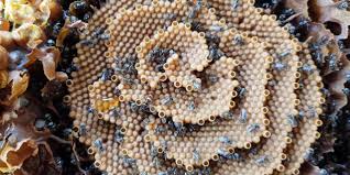 Resultado de imagen para colmena abejas sin aguijon