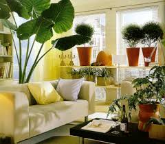 phytotherapy indoor plants benefits