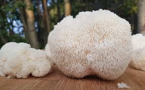 The lion's mane mushroom has several potential benefits. Lion S Mane Mushroom Comprehensive Benefits Uses Guide Freshcap Mushrooms