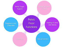 the pelvic floor mybod physiotherapy