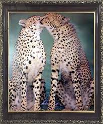 Wild Pair Of Cheetah Wildlife Animal
