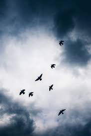 birds flying high in the sky dark