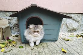 The house has a front door and an escape door, both of which come. Waterproof Outdoor Cat Houses Keeping Cats Dry In Rainy Weather