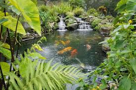 water garden pond installation