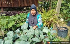 Kebun sayur yang satu ini bisa diterapkan di dalam rumah atau pun luar. Suri Rumah Jana Rm300 Sehari Jual Tanaman Sayur Di Laman Rumah Free Malaysia Today Fmt