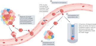 circulating tumour cells for early