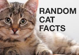 It has three related functions with regard to text files the cat command can also be used (depending on shell redirection feature) to create a new file and transfer to it the data from an existing file. Random Cat Fact Homey