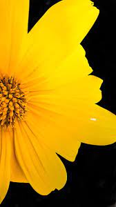 yellow flower hd phone wallpaper peakpx