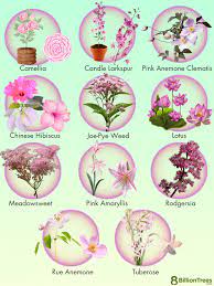 75 Plants With Pink Flowers Names