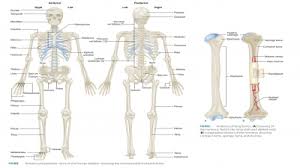 chemical composition of bone