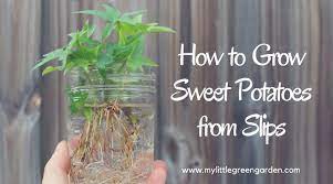 how to grow sweet potatoes from slips