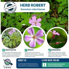 weed of the month for april herb