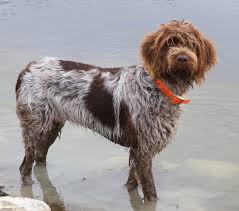 wirehaired pointing griffon puppies and