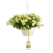 Home » wholesale flowers » white disbud cremone mums. Costa Farms 3 Qt Yellow Ready To Bloom Fall Mums Chrysanthemum 2 Pack Co Mum3qt 3 2pk The Home Depot