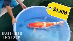 Why Koi Fish Are So Expensive So Expensive