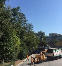 Maybe you would like to learn more about one of these? M G Tree Service Johns Creek Ga M G Tree Service Removal Buford Ga M G Tree Service Lawrenceville
