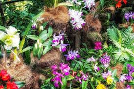 orchid garden bali foto lokasi