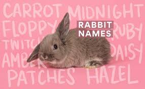 Bunny Names The 300 Best Rabbit Names