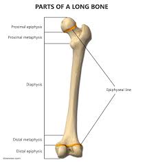 The shaft tends to be cylindrical in form. Long Bone Anatomy Structure And Parts Of Long Bones