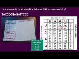 Transcription, translation and replication from the perspective of dna and rna; Protein Synthesis Practice Problems Youtube