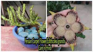 how to care edithcolea grandis persian