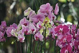 international orchid garden festival