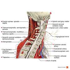 It is made up of bones. Cervical Radiculopathy Physiopedia