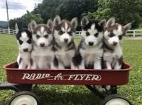 Siberian Husky Puppies And Dogs For Sale In North Carolina