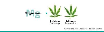 Nutrient Deficiencies And Excesses In Cannabis Growing