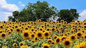 The Most Beautiful Sunflower Fields In