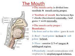 ppt the mouth powerpoint presentation