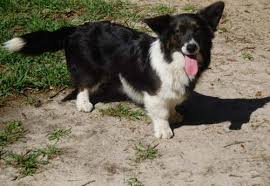 Both are strong, herding dogs. Cardigan Welsh Corgi Puppy For Sale Adoption Rescue For Sale In Homosassa Florida Classified Americanlisted Com
