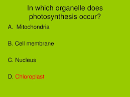 In which organelle does cellular respiration occur? Ppt Review For Photosynthesis And Cellular Respiration Powerpoint Presentation Id 6702179