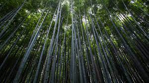 Nature Bamboo Tree Forest Wallpapers ...