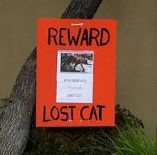 Desperate measure … lost cat poster. Lost Cat Finder Pet Detective Lost Cat Poster Example
