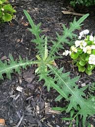 How to handle thorny shrubs and spiky plants. What Kind Of Weed Hometalk
