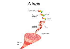 what is collagen and why does our body