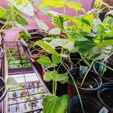 growing pole beans green beans